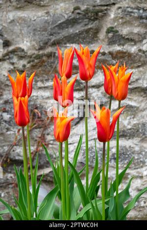 Tulipani arancioni fioriscono in aprile fiori primaverili contro un muro di pietra sullo sfondo di una casa nel Carmarthenshire Galles Regno Unito Gran Bretagna KATHY DEWITT Foto Stock