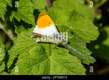 Una farfalla dalla punta arancione, Chipping, Preston, Lancashire, Regno Unito Foto Stock