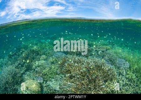 I fragili coralli che costruiscono la barriera corallina coprono il fondale poco profondo di Raja Ampat, Indonesia. Questa parte remota dell'Indonesia è nota per la sua elevata biodiversità. Foto Stock