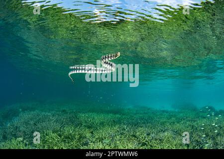 Un krait di mare banded, Laticauda colubrina, sorge alla superficie del mare per respirare. Questi serpenti di mare velenosi sono diffusi nel Pacifico. Foto Stock