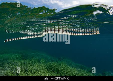 Un krait di mare banded, Laticauda colubrina, sorge alla superficie del mare per respirare. Questi serpenti di mare velenosi sono diffusi nel Pacifico. Foto Stock