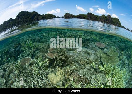 I fragili coralli che costruiscono la barriera corallina coprono il fondale poco profondo di Raja Ampat, Indonesia. Questa parte remota dell'Indonesia è nota per la sua elevata biodiversità. Foto Stock