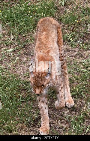 Una lince sull'erba, vigile, felina. solitario, gatti, nessuna gente, vegetazione, verde, vista frontale dell'erba non sdraiata Foto Stock
