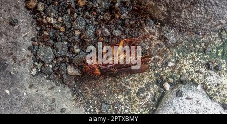 uno scarafaggio morto sul pavimento coperto di formiche Foto Stock