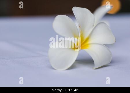 Plumeria fiori bianchi posati su un tessuto bianco Foto Stock