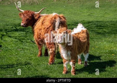 Bestiame delle Highland un cowcon corna e un vitello, entrambi marroni e bianchi in un campo verde. Foto Stock