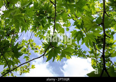 Platanus su sfondo cielo. Ramo di Platanus orientalis con frutto tondeggiante di sicomoro. Foto Stock