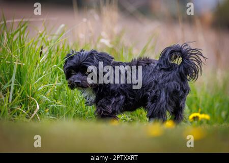 un piccolo bolonka nero carino guarda la macchina fotografica Foto Stock