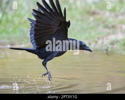 Carrion Crow (Corvus corone) che vola in basso sulla superficie di uno stagno mentre caccia per il rospo europeo (Bufo bufo) preda, Foresta di Dean, Gloucestershire, UK Foto Stock