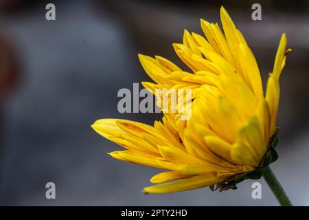Crisantemi freschi e luminosi. Colore giallo Chrysanthemums fiore nel giardino. Un bouquet di bel fiore di crisantemo isolato all'aperto Foto Stock