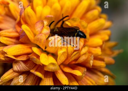 Una foto ravvicinata di un crisantemo giallo con un centro di mosche d'ape e punte gialle sui loro petali. Crisantemi freschi e luminosi Foto Stock