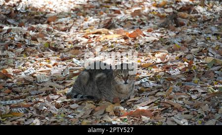 Gatti randagi. Un gatto vagrante è seduto sulle foglie e guardando la macchina fotografica. Foto Stock