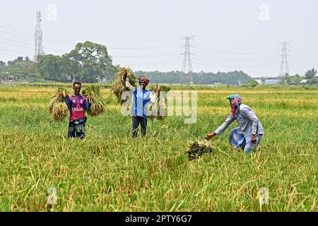 Gli agricoltori del Bangladesh tagliano e raccolgono il risone dopo il raccolto a Saver a Dhaka, Bangladesh, il 28 aprile 2023. La coltura alimentare dominante del Bangladesh è il riso. Il settore del riso contribuisce per metà al PIL agricolo e per un sesto al reddito nazionale del Bangladesh. Quasi tutti i 13 milioni di famiglie di aziende agricole del paese coltivano riso. Il riso viene coltivato su circa 10,5 milioni di ettari, che è rimasto quasi stabile negli ultimi tre decenni. Circa il 75% della superficie totale coltivata e oltre il 80% della superficie totale irrigata viene piantata a riso. Così, il riso svolge un ruolo vitale nel sostentamento del peopl Foto Stock