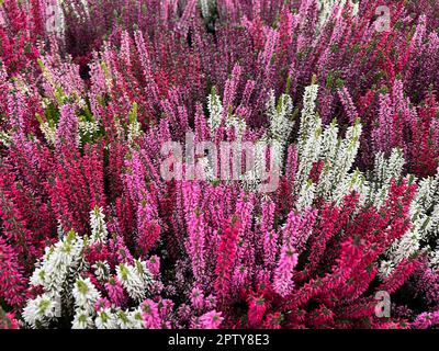 Besenheide, Calluna vulgaris, auch Heidekraut genannt, ist die einzige Art der monotypischen Pfanzengattung Calluna, die zur Familie der Heidekrautge Foto Stock