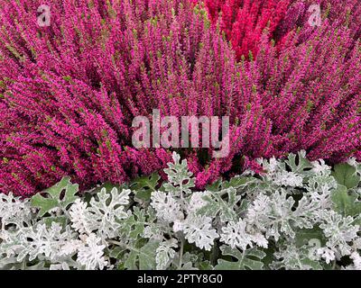 Besenheide, Calluna vulgaris, auch Heidekraut genannt, ist die einzige Art der monotypischen Pfanzengattung Calluna, die zur Familie der Heidekrautge Foto Stock