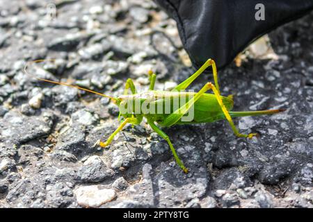 Enorme insetto verde grasshopper che striscia sull'erba del terreno alla diga di Weddewarden in Bremerhaven Brema Germania. Foto Stock