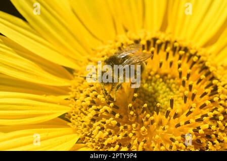 Sonnenblume, Helianthus annuus, ist eine wichtige Oel- und Heilpflanze mit gelben Blueten und wird auch in der Medizin verwendet. Girasole, Helianthu Foto Stock