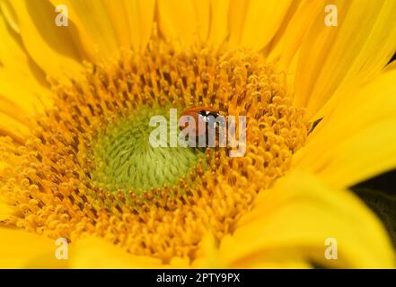 Marienkaefer, Coccinella semptempunctata, ist ein huebscher roter della Kaefer mit schwarzen Punkte. Insekt Das ist sehr nuetzlich und frisst viele Blattlae Foto Stock