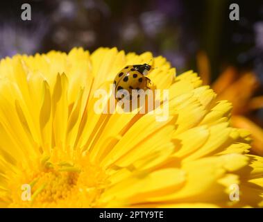 Handel und Vertrieb von Dienstleistungen im Bereich im Bereich im Bereich im Bereich im Bereich, in vielen, sowie und sowie im Bereich im Unterschiedlich vielen Punkten der Foto Stock