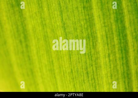 La profondità di campo di una foto - solo poche fibre nel fuoco. Albero di Banana Leaf illuminata dal sole dall altro lato. Abstract tropicale sfondo organico. Foto Stock