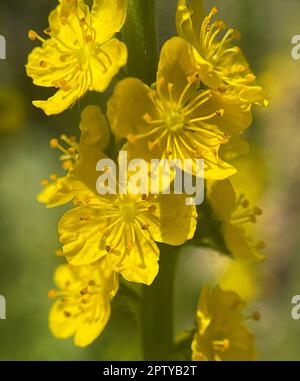 Odermenning, Agrimonia, Eupatoria, ist eine wichtige Heilpflanze mit gelben Blueten. Sie ist eine schoene Staudenpflanze und wird auch in der Medizin Foto Stock