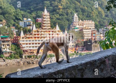 India, Mumbai, India, Mumbai, India Tempio di Nilkantha Mahadev. Scimmia macachi rhesus. Foto Stock