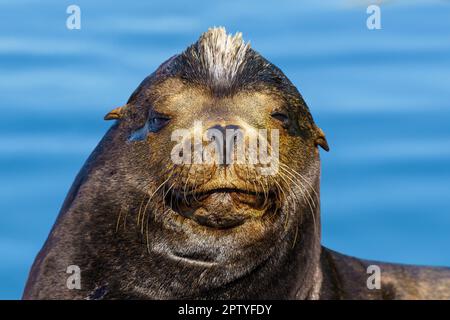 Sea Lion a Marina del Rey, Los Angeles County, California, Stati Uniti. Primo piano del leone marino maschile selvaggio della California nel porto. Foto Stock