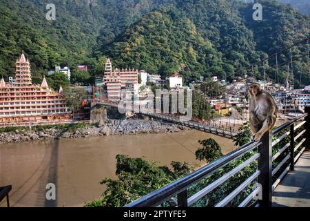 India, Mumbai, India, Mumbai, India Tempio di Nilkantha Mahadev. Scimmia macachi rhesus. Ponte Lakshman Jhula. Foto Stock