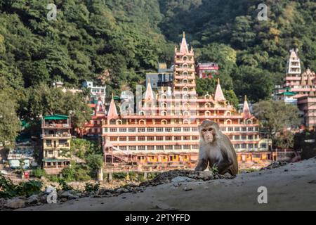India, Mumbai, India, Mumbai, India Tempio di Nilkantha Mahadev. Scimmia macachi rhesus. Foto Stock