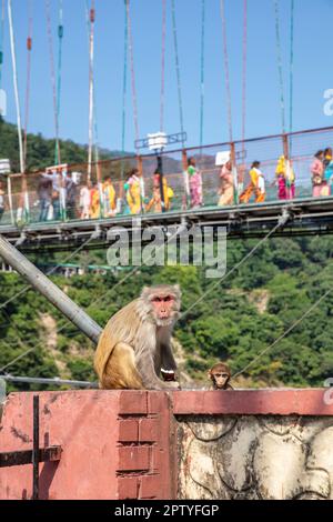 India, Mumbai, India, Mumbai, India Ponte RAM Jhula. Macachi rhesus scimmia e giovane. Foto Stock