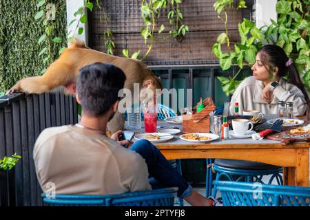 India, Uttarakhand, Rishikesh, Rhesus macaques scimmie rubare bere dal tavolo nel ristorante. Foto Stock