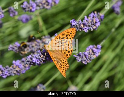 Kaisermantel, Argynnis pahia gehoert zu den Edel- Schmetterlingen und sind Insekten mit grossen Fluegeln. Mantello imperiale, Argynnis pahia appartiene t Foto Stock
