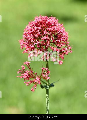 Spornblume, Centranthus ruber ist eine attraktive und Insekten liebende Blume. Sportflower, Centranthus ruber è una fioritura attraente e amante degli insetti Foto Stock