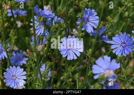 Wegwarte, Cichorium intybus, ist eine Wild- und Heilpflanze mit blauen Blueten. Die Blueten sind essbar. Cicoria Cichorium intybus, è una wild e med. Foto Stock