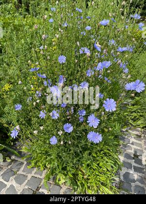 Wegwarte, Cichorium intybus, ist eine Wild- und Heilpflanze mit blauen Blueten. Die Blueten sind essbar. Cicoria Cichorium intybus, è una wild e med. Foto Stock