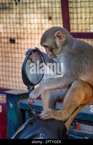 India, Uttarakhand, Rishikesh, Rhesus macaques scimmia guarda in specchio di scooter. Foto Stock