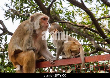 India, Uttarakhand, Rishikesh, scimmie macaques del Rhesus. Madre e giovane. Foto Stock