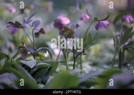 Fiori di porpora ellebore fioriscono nella foresta primaverile. Rosa di Natale o Rosa di Lenten. Fiori verdi e porpora fioriscono. Messa a fuoco selettiva Foto Stock