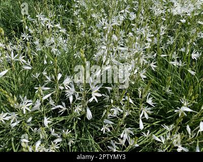 Astlose, Graslilie, Anthericum ist eine Blume mit weissen Blueten. Branchless, Giglio di Erba, Anthericum è un fiore con fiori bianchi. Foto Stock