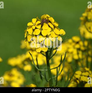 Goldlack, Cheiranthus, Cheiri ist eine Heilpflanze mit gelben Blueten und wird in der Medizin als Arzneimittel verwendet. Lacca d'oro, Cheiranthus, C. Foto Stock