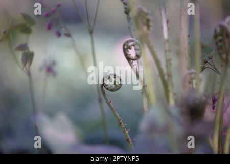 Giovane foglia di felce intrecciata. Verde giovane felce sparare nella foresta. Crescita di piante di foresta giovani. Messa a fuoco selettiva. Dispiegamento della foglia di felce sul backgrou sfocato Foto Stock