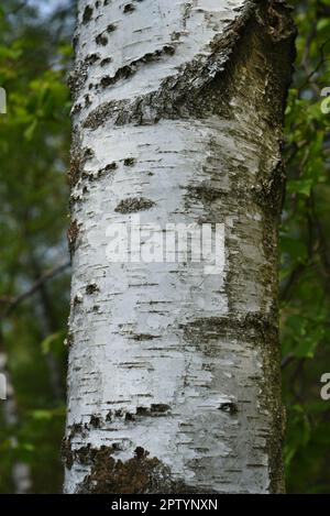 Birkenbaum, Birke Betula, ist ein heimischer, Baum der auch als Heilpflanze medizinisch verwendit wird. L'albero di betulla, betula di betulla, è un albero nativo tha Foto Stock