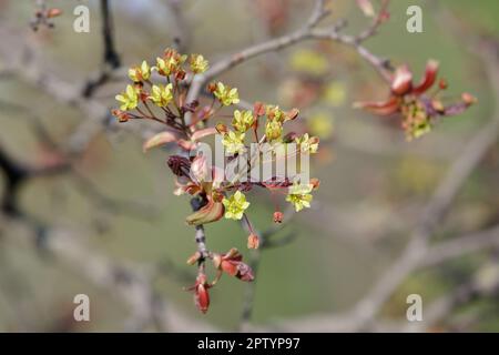 Acero fiori. Ramo di acero fiorito con semi in primavera. Primo piano di fiori e foglie giovani dell'acero (Acer platanoides) Foto Stock