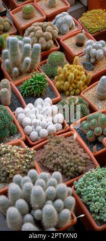 Grande gruppo di cactus in vaso assortiti, varie forme, dimensioni e colori, messa a fuoco selettiva, sfondi astratti naturali e texture Foto Stock