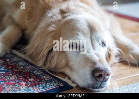 Primo piano di un Senior Golden Retriever sul pavimento Foto Stock