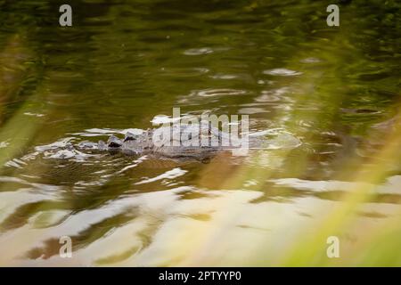 Alligatore galleggianti silenziosamente in acqua Foto Stock