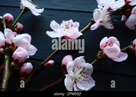 Ramoscelli con fiori rosa di mela o pesca su tavole nere. Delicate infiorescenze in controluce. Messa a fuoco morbida, nebbia. Il tema dello spri Foto Stock