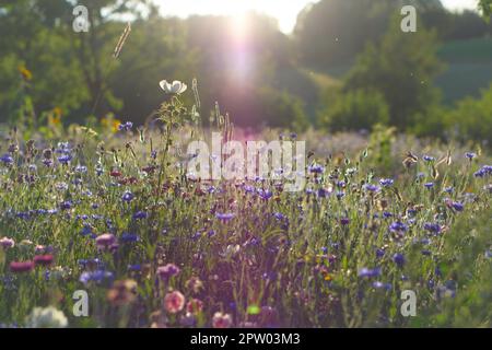 Raggi di sole cadono su un prato di fiori, in luce diffusa. I fiori di mais e altri fiori di campo brillano a colori Foto Stock