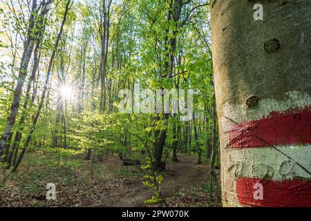 Mauerbach: Sentiero escursionistico con segnavia nel bosco di Vienna a Wienerwald, boschi di Vienna, Niederösterreich, bassa Austria, Austria Foto Stock