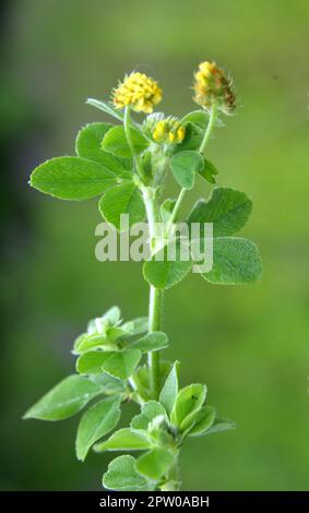 Nel prato in fiori selvatici alfalfa luppolo (Medicago lupulina) Foto Stock